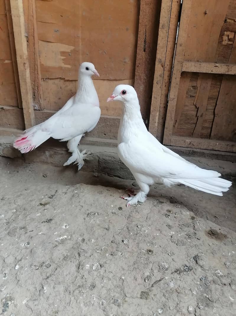 Pigeons 8