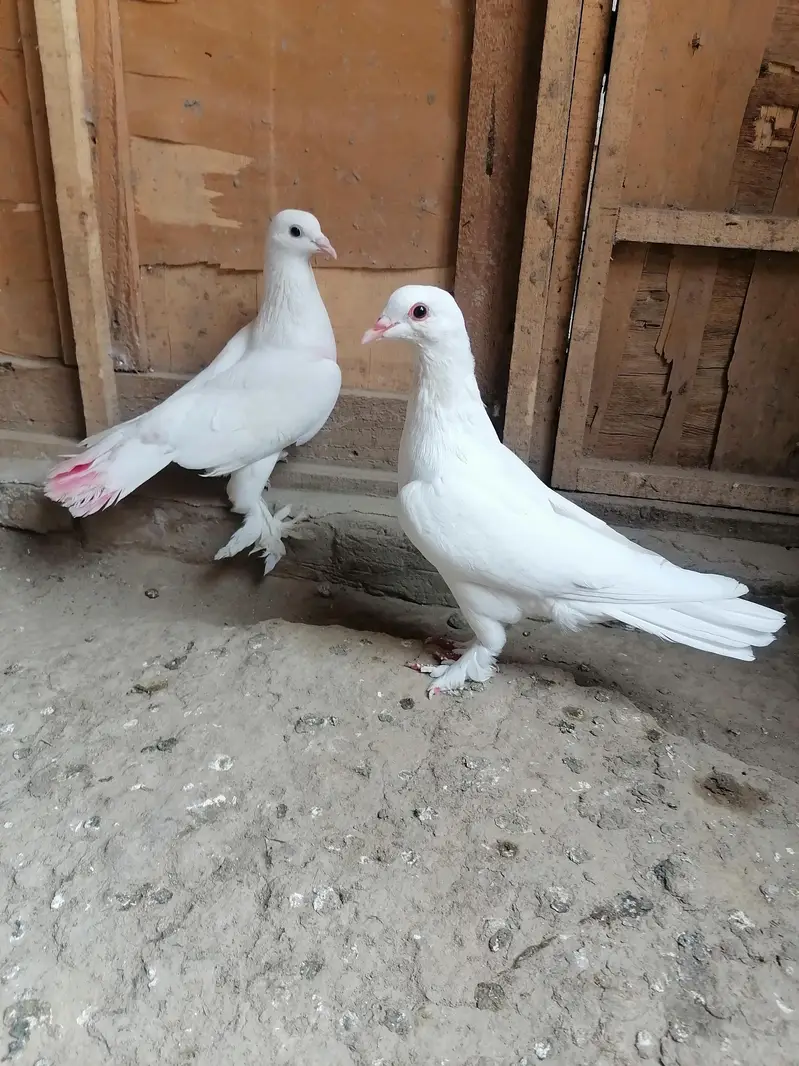 Pigeons — photo 9