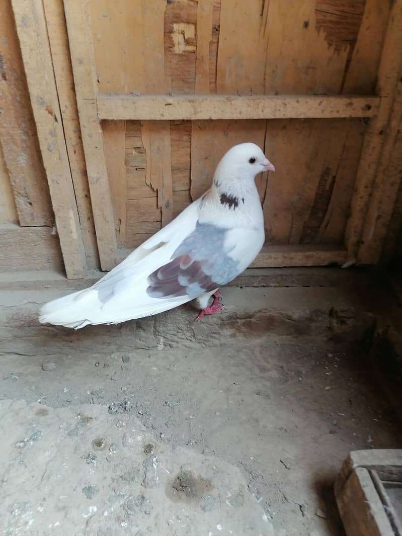 Pigeons 9