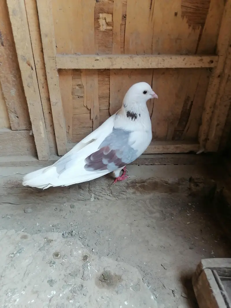 Pigeons — photo 10
