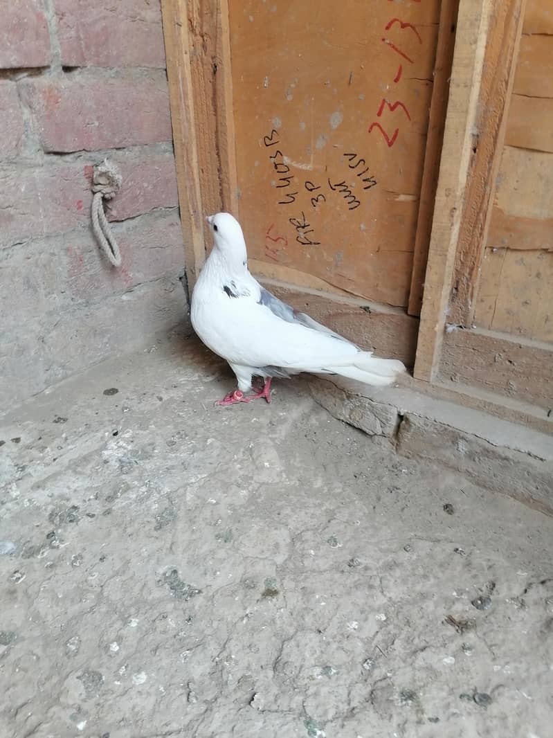 Pigeons 10