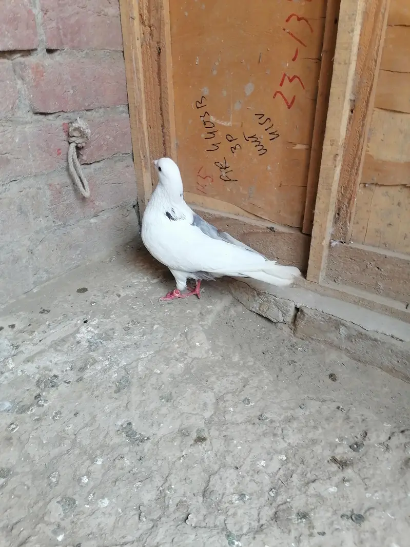 Pigeons — photo 11