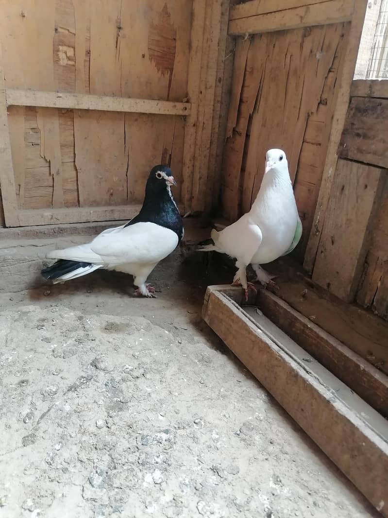 Pigeons 11
