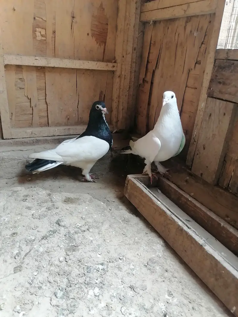 Pigeons — photo 12