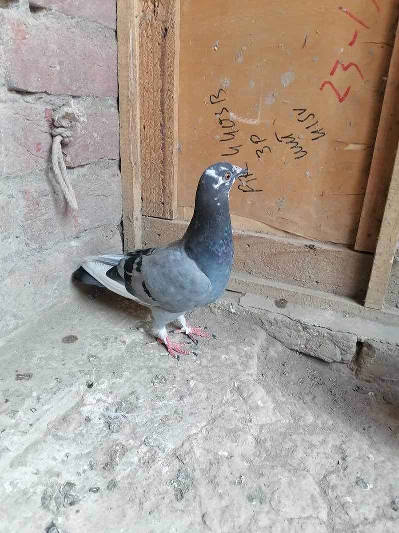 Pigeons 12