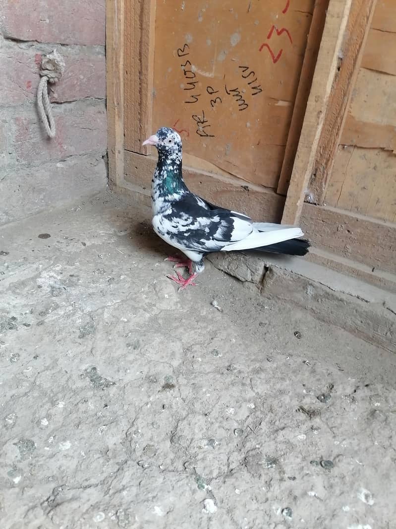Pigeons 13