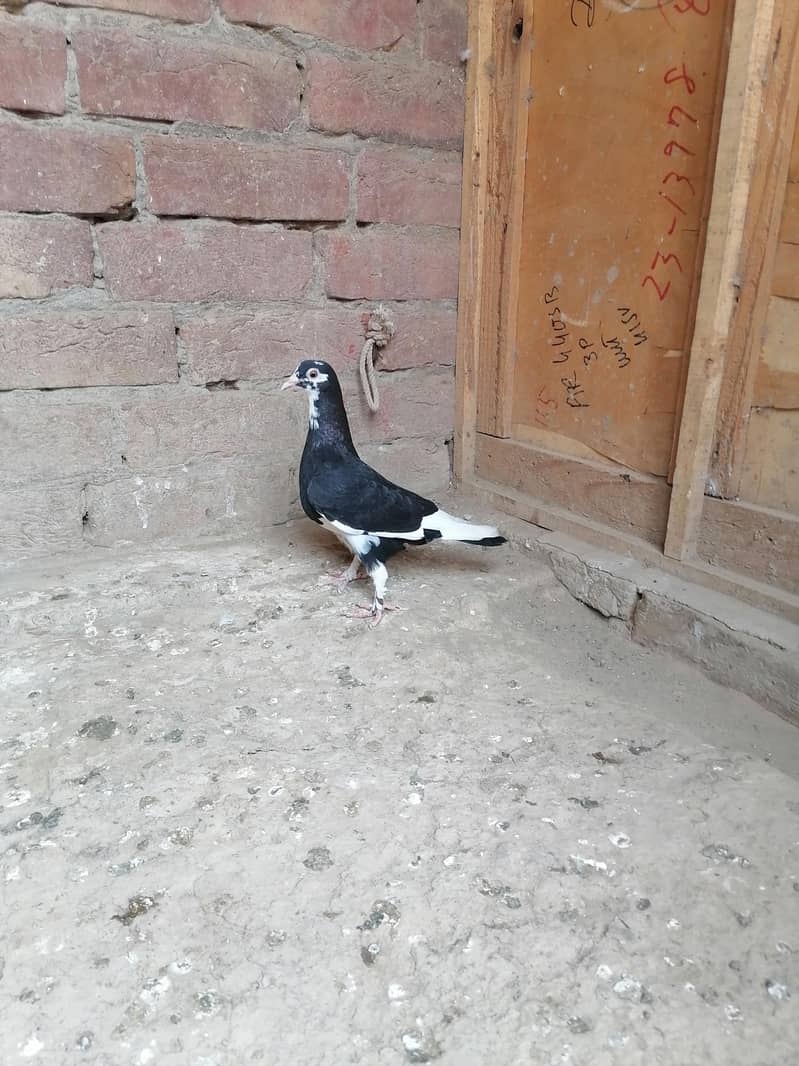 Pigeons 14