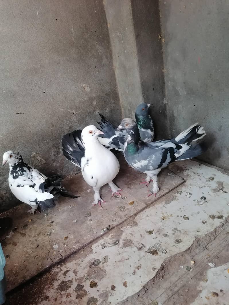 Pigeons 15