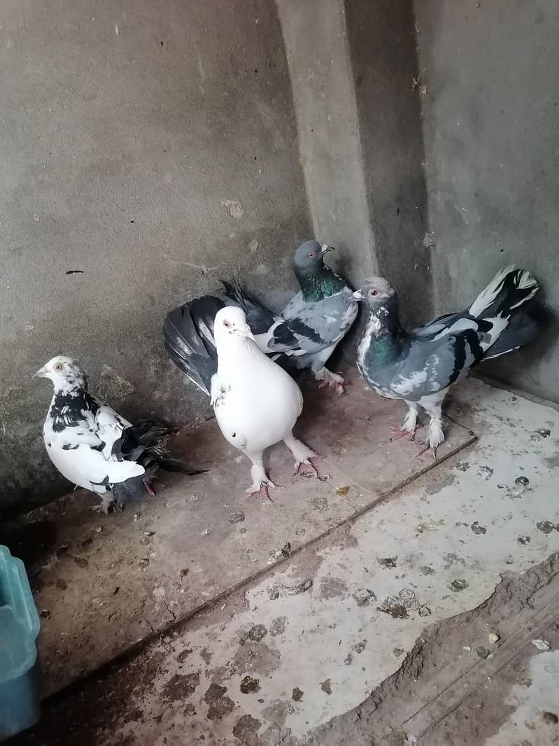Pigeons 16