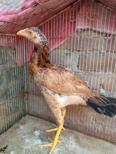 Aseel chicken for sale