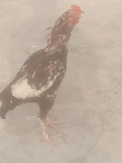 Mewali