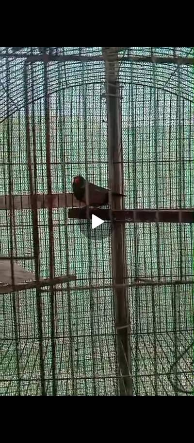 English line Charcoal Male