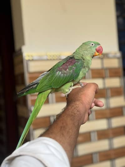 Raw parrot hand tamed  for sale