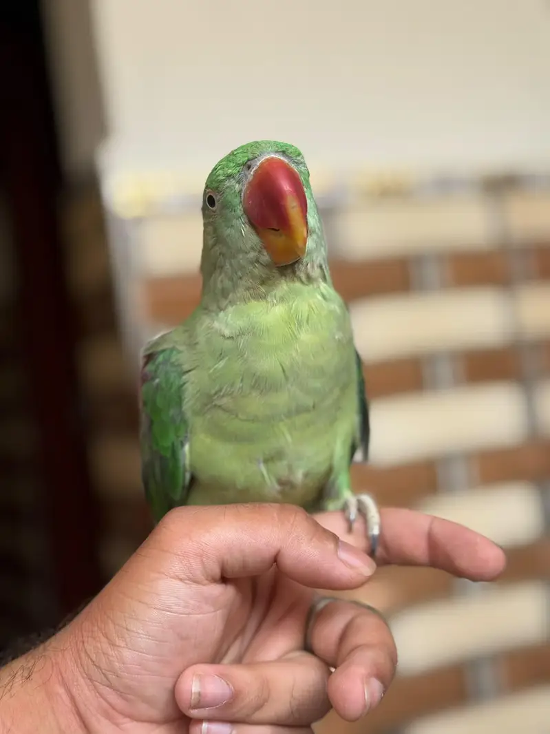 Raw parrot hand tamed  for sale — photo 2