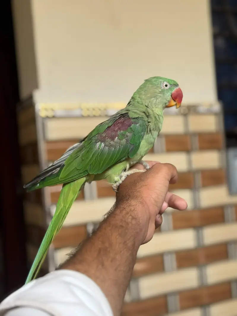 Raw parrot hand tamed  for sale — photo 3