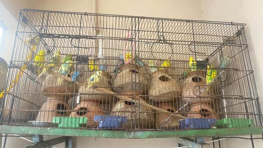 love birds for sale