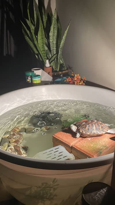 Healthy Female Red Ear Slider - 2.5 Years Old