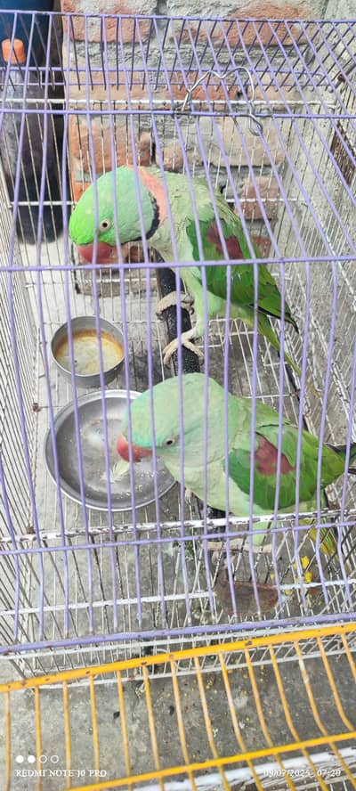 hand tame and talking piar
