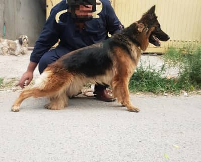 german shepherd female pink pedigree show line quality