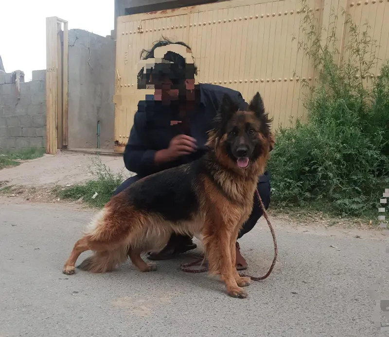 german shepherd female/long coat/ pink pedigree/ show line quality — photo 2