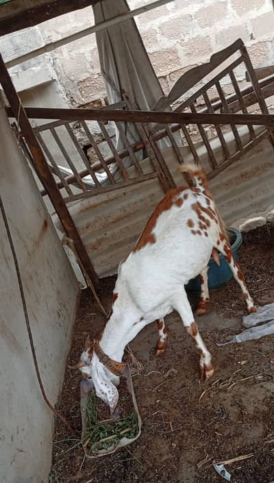 BAKRI AVAILABLE FOR SALE