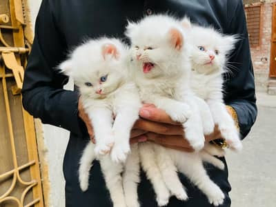 Persian cats 2 pair