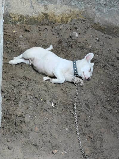 Russian Dogs for sale