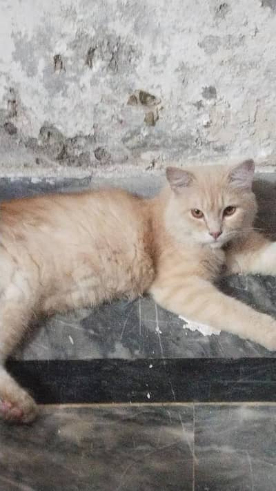 beautiful Persian adult cat for sale male