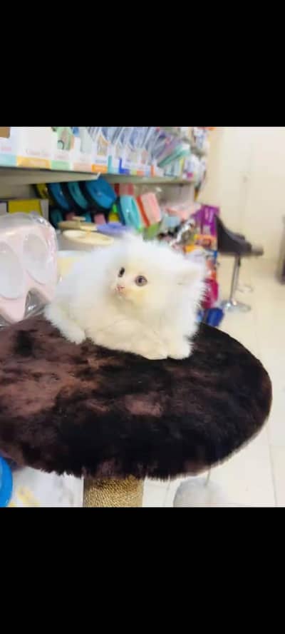 persian cat for sale MywatsapppNumber 0320-19-06-573