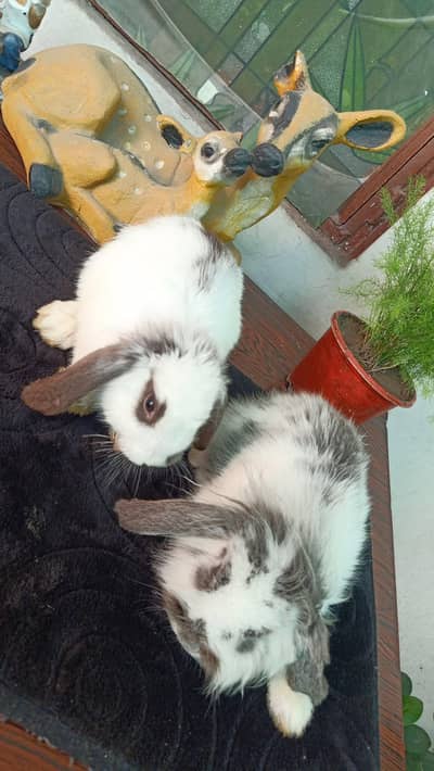 Healthy Holland loop bunnies pair for sale