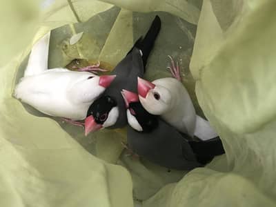 JAVA WHITE AND BLACK ARGENT SALE