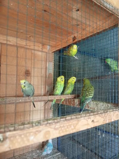 budgies & hen