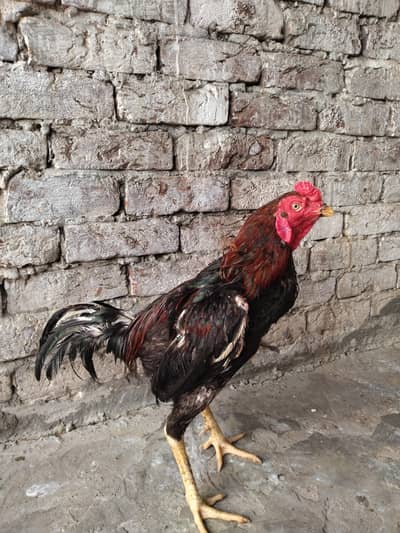 valatemurga murge ka koi pata ni ghr ki breed ha