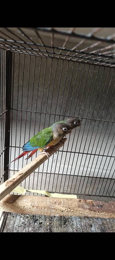 active and halty pair