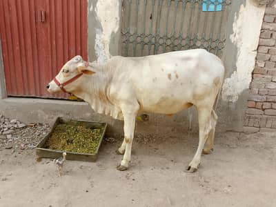 cow wachi sahiwal cross
