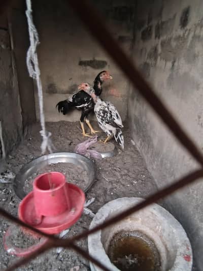 aseel hen