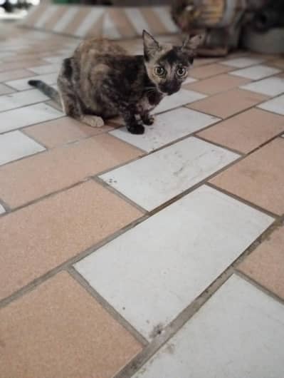 *Curious Tortoiseshell Kitten Staring Intently*