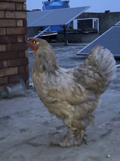 Brahma hen for sale