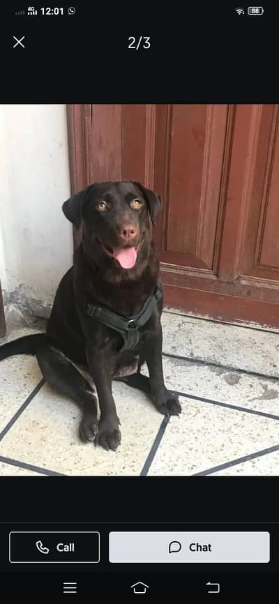 Chocolate brown Labrador