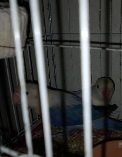 love bird pair