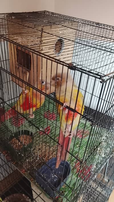 Pineapple conure pair