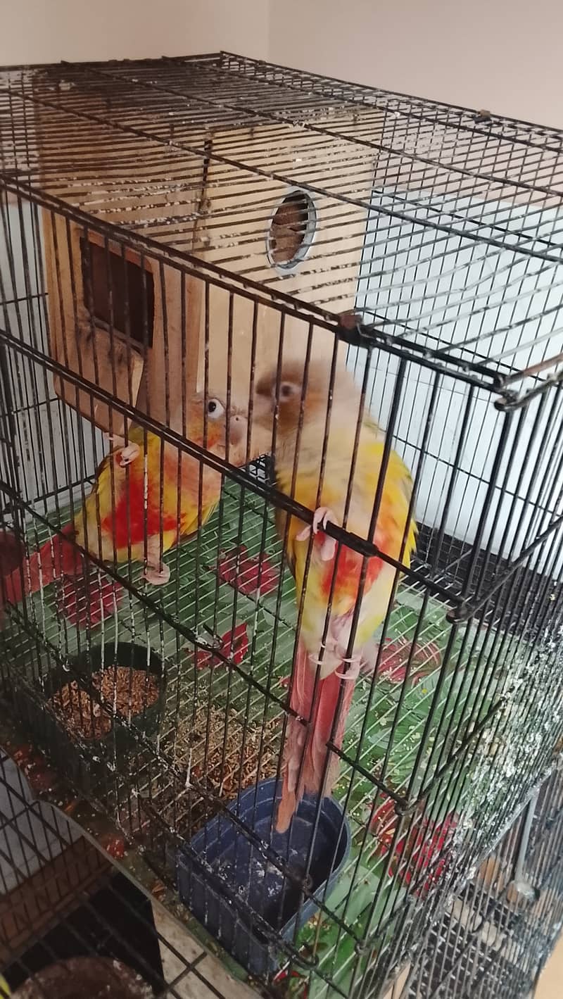 Pineapple conure pair 0
