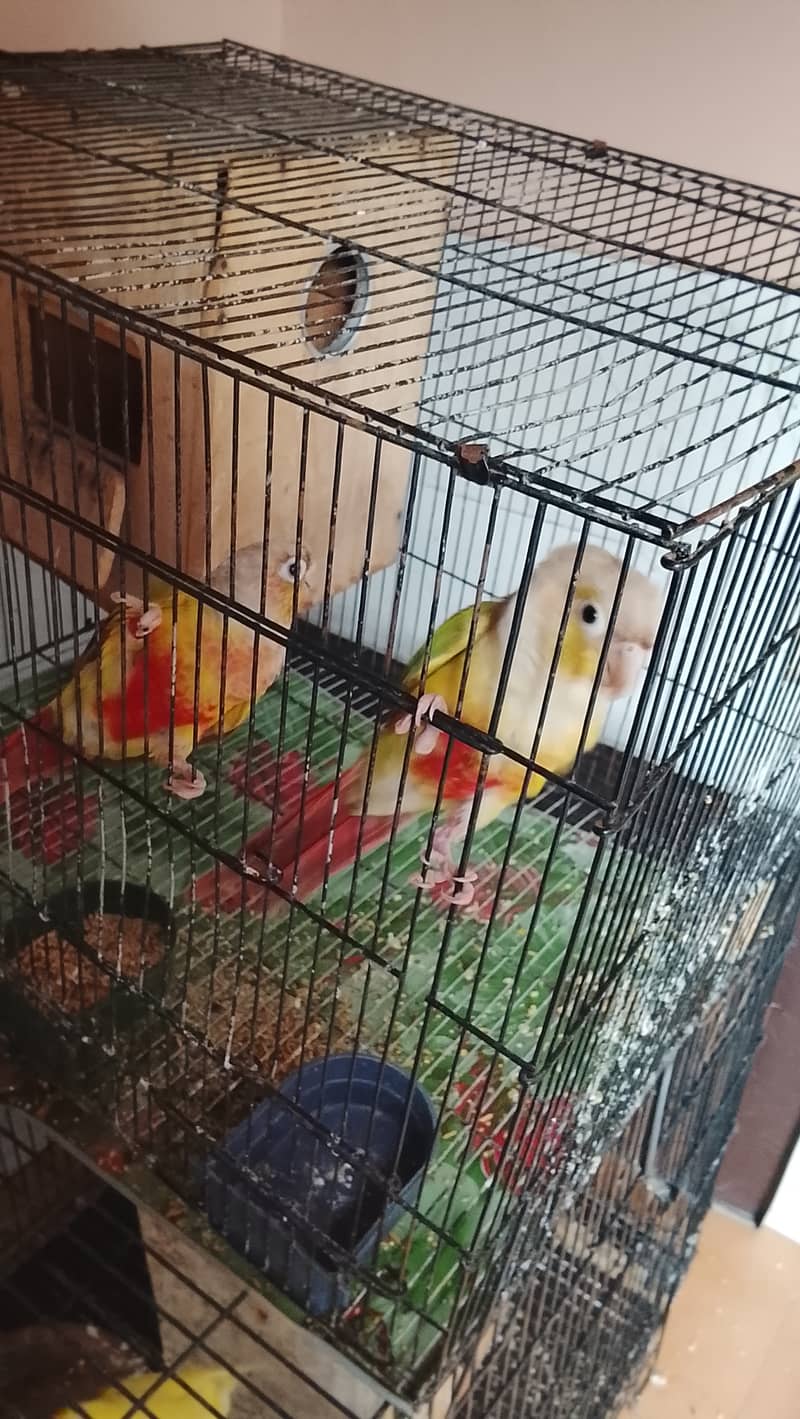 Pineapple conure pair 1