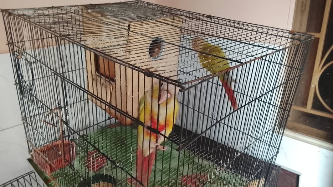 Pineapple conure pair 2