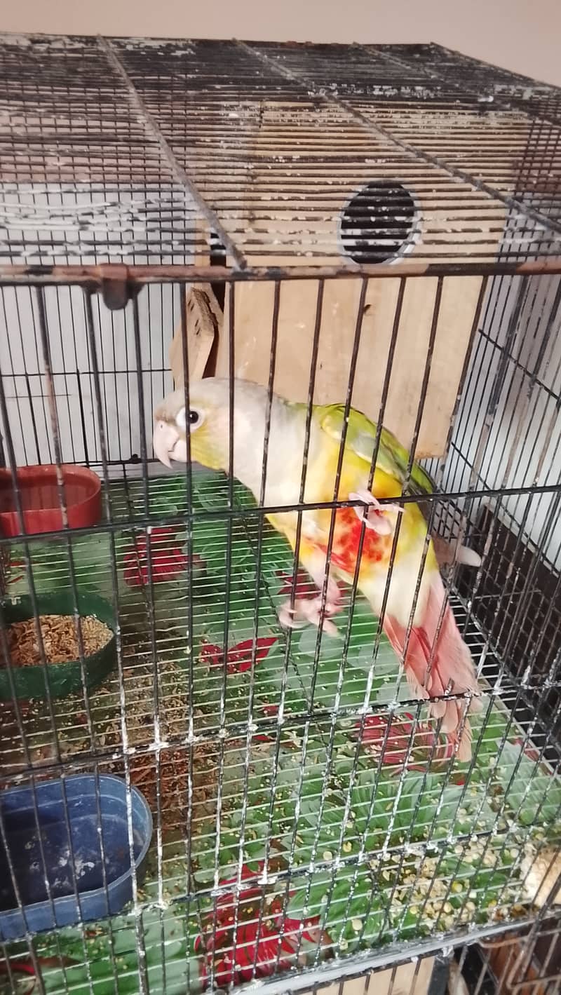 Pineapple conure pair 3