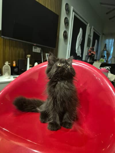 Persian Kitten | Piki Face | high quality kitten | triple coated |