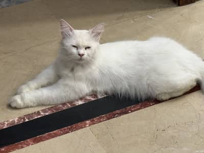 White Persian Cat – Deaf – Looking for a Caring Hom