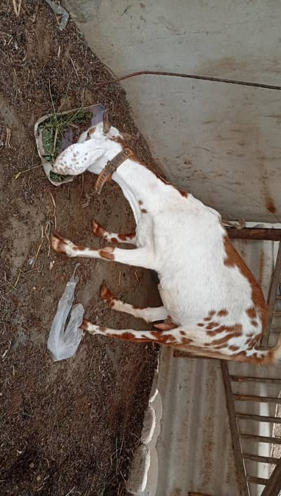 BAKRI AVAILABLE FOR SALE