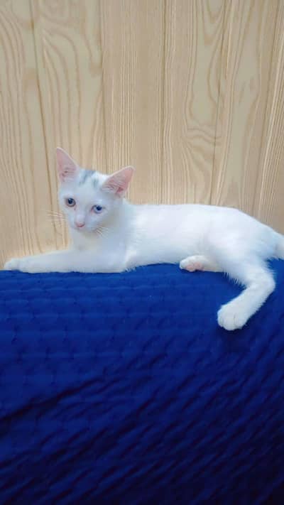 Cat persian