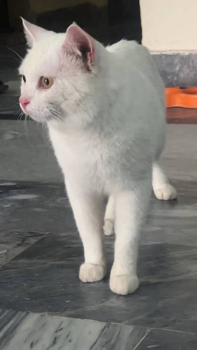 Cat for sale